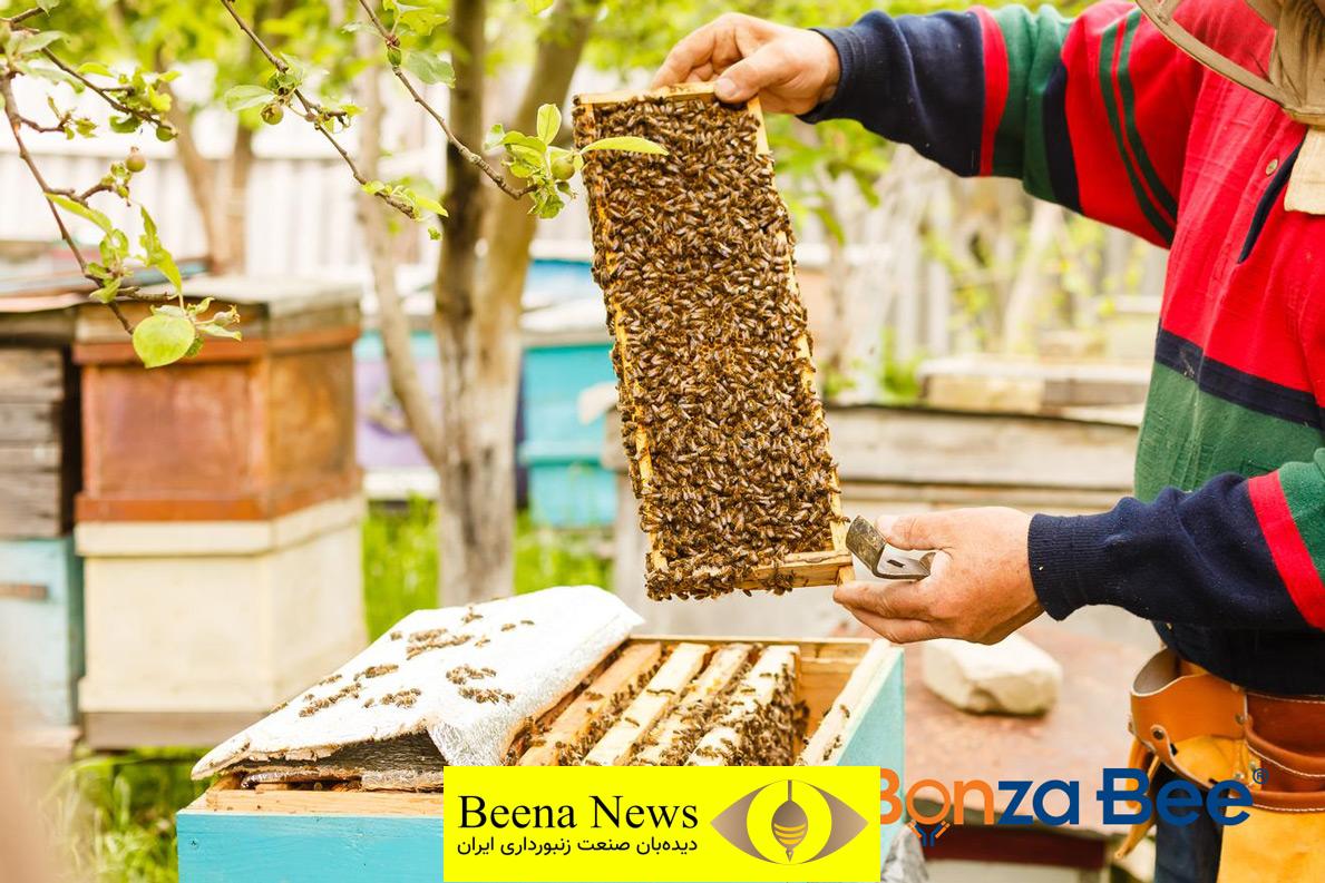 راهنمای تغذیه کامل زنبورعسل در بحران اقلیمی ایران